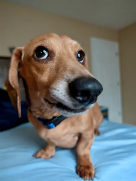 Milo the dachshund