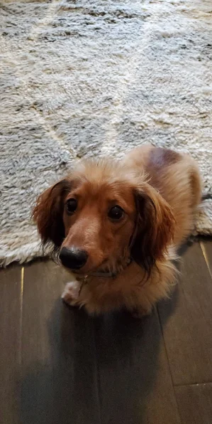 Milly, a boarding guest at The Long Dog Co.