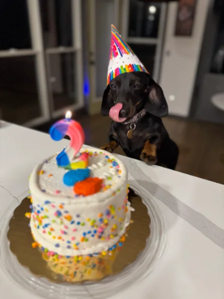 Louise, a small dog who boards at The Long Dog Co.