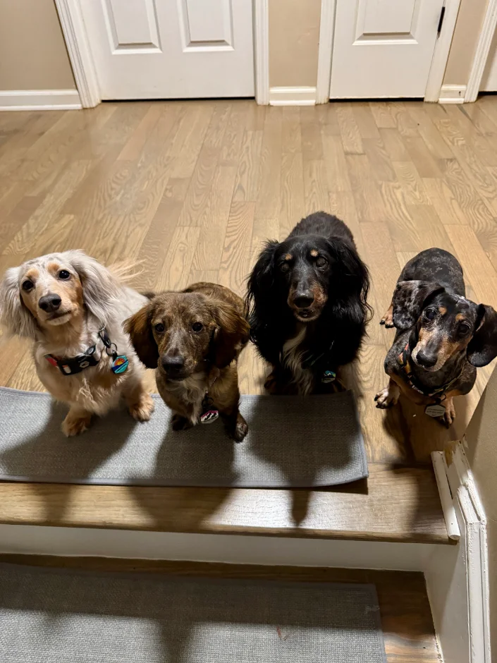 The owner of The Long Dog Co. with a dachshund
