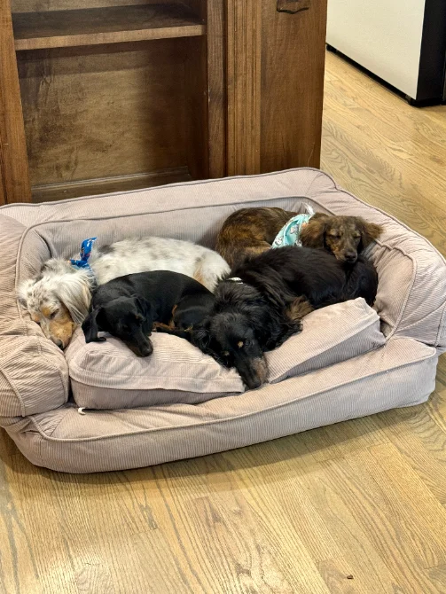 A comfortable indoor spot where boarding dogs relax