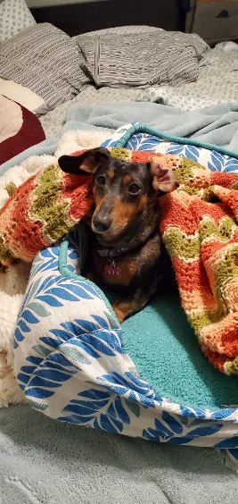 Ava, a beloved dachshund