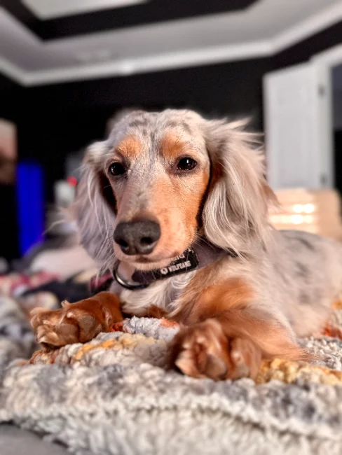 Brussel, a long-haired dachshund