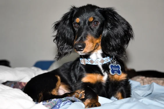 Cash, a beloved dachshund