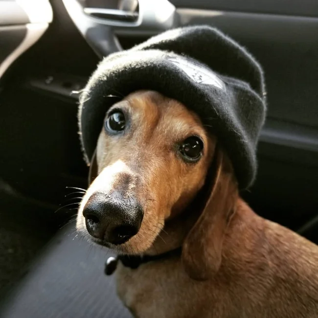 Elvis, a senior dachshund