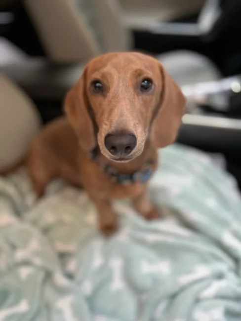 Fig the dachshund