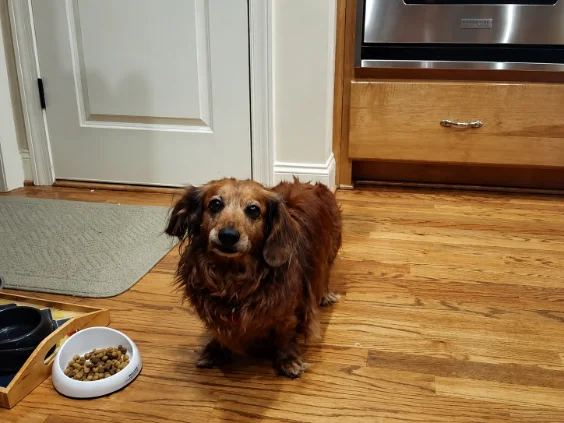 Griff, a beloved dachshund