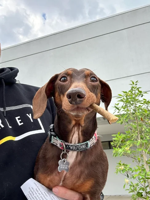 Remy the dachshund