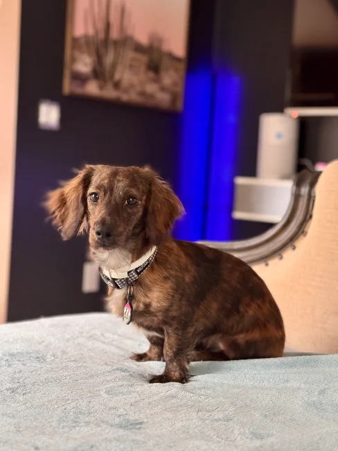 Susie the dachshund