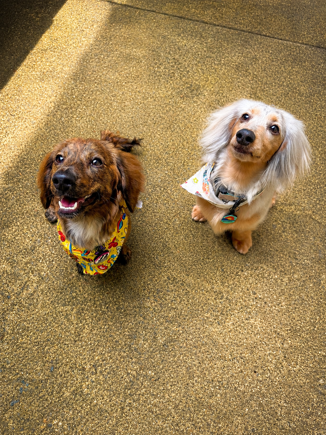 Susie and Brussel sitting together in their bandanas