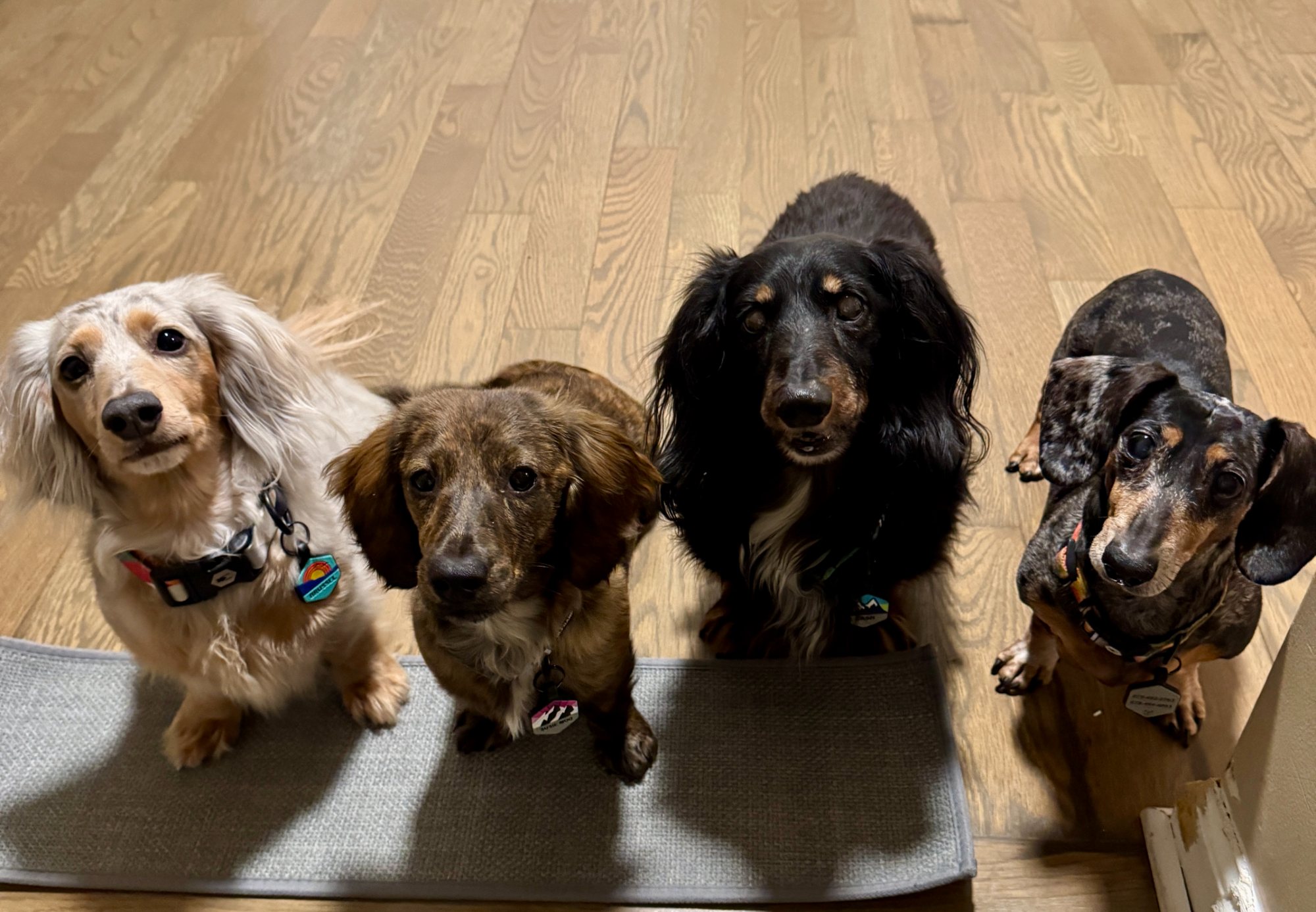 Four long-haired dachshunds lined up on the floor, all looking up at the camera